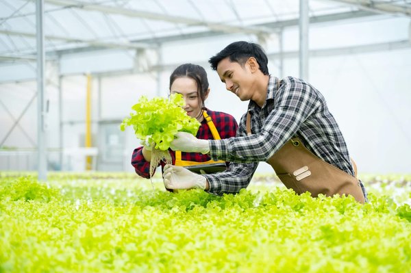 How to Use Hydroponics for Year-Round Vegetable Production in the UK?